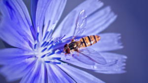 דבורה על פרח עולש (CHICORY) כחול