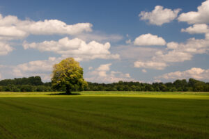 עץ אגוזי קליפורניה בשדה