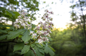 פריחת ערמון לבן (WHITE CHESTNUT)