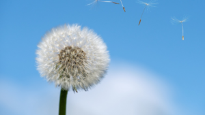 סביון מעיף זרעים ברוח