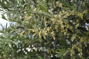 פריחת עץ הזית (OLIVE)