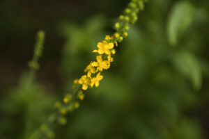 פרח צהוב של אבגר (AGRIMONY)
