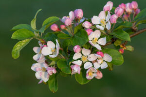 פריחת קראב אפל, תמצית לטיפול ב OCD