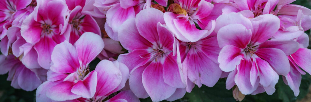 פרחי בושמת ורודים להפקת תמצית אימפטיאנס