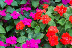 פרחי בשמת להפקת תמצית אימפטיאנס