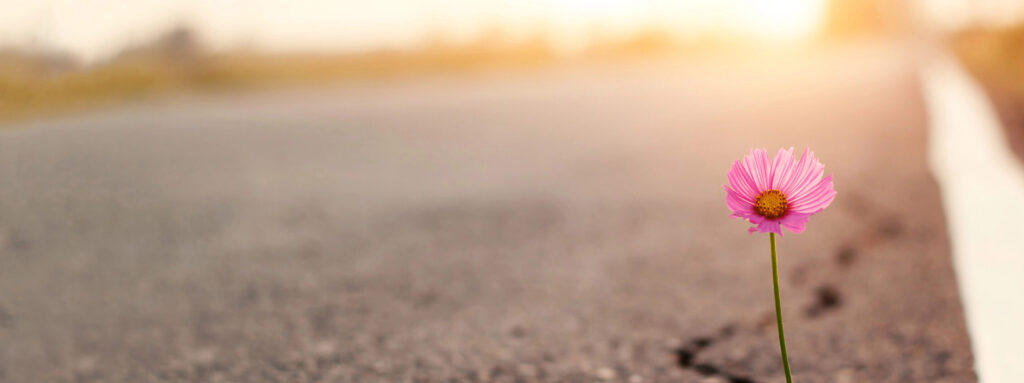 פרח לצד הדרך - משבר גיל 40 כהתחלה חדשה 