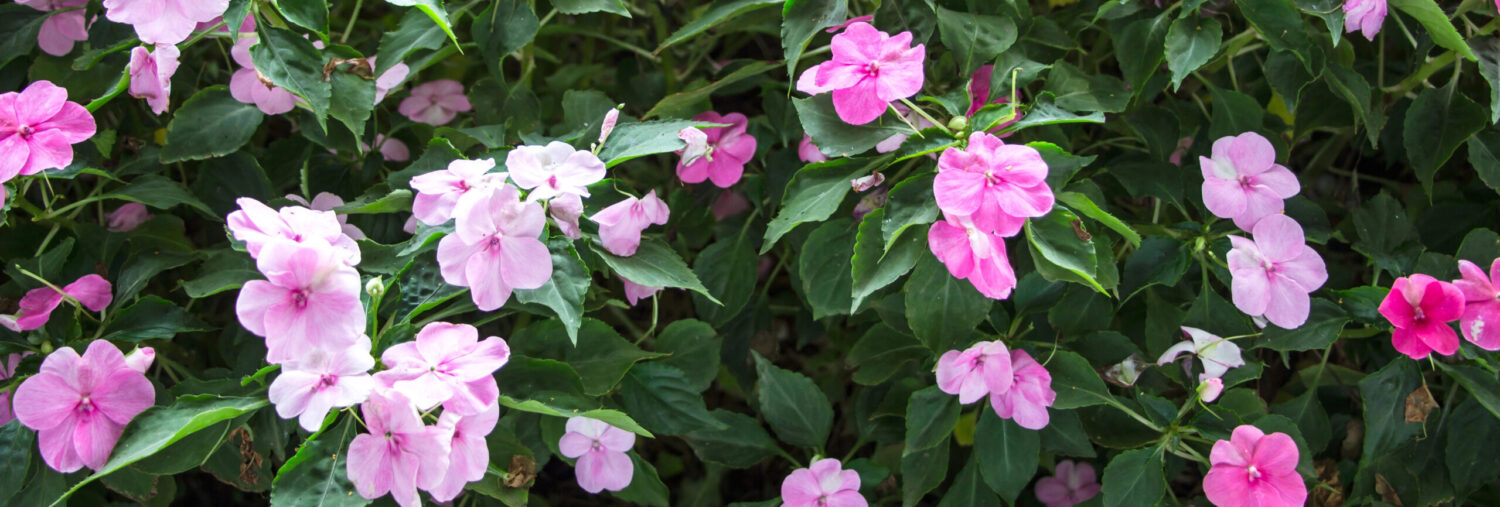 שיח אימפטיאנס בפריחה ורודה