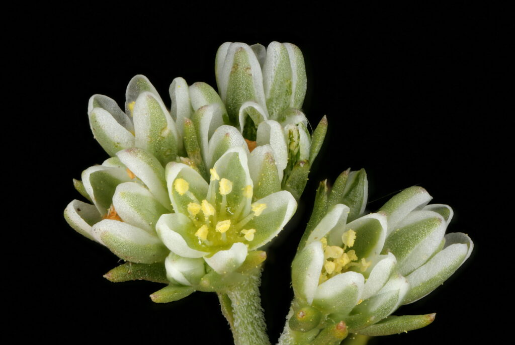 פרח סקלרנטוס לבן - ממנו מפיקים תמצית סקלרנטוס