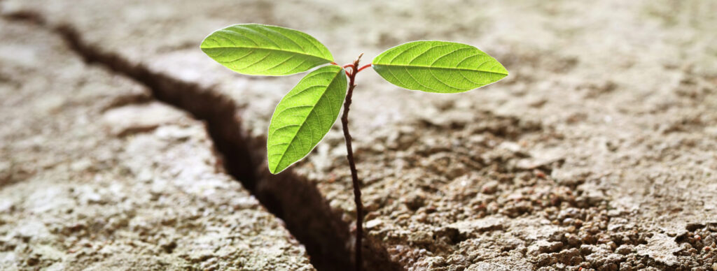 נבט בוקע מסדק באדמה יבשה - סוף לבדידות רגשית