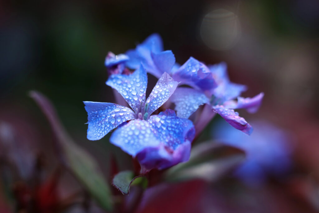פרח סרטו כחול- ממנו מפיקים תמצית סרטו