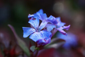 פרח סרטו כחול- ממנו מפיקים תמצית סרטו