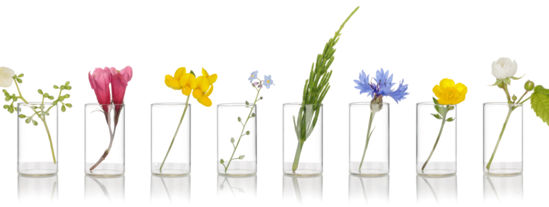שורת כוסות זכוכית שקופות עם פרחים שונים - איזון גוף נפש