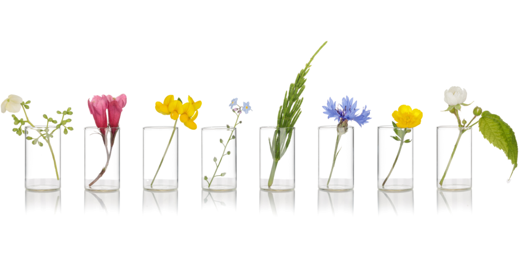 פרחים בכוסות זכוכית - טיפול טבעי באלרגיה