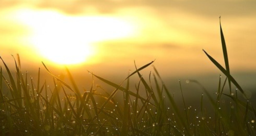 זריחה בשדה חיטה - כוחות מחודשים לצאת ממצב של תשישות נפשית