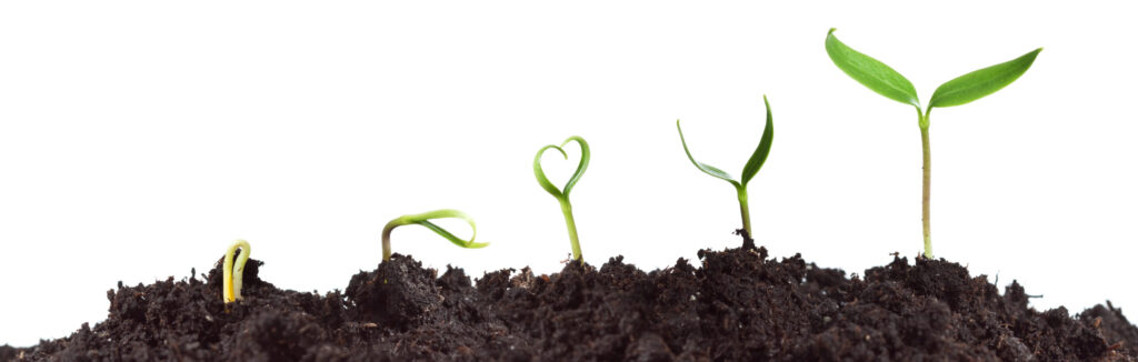 נבט שגדל, לצאת ממהלם עם תמצית סטאר אוף בית לחם