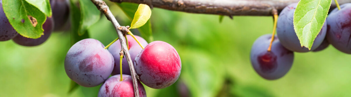 פירות שזיף הדובדבן - תמצית צ'רי פלאם