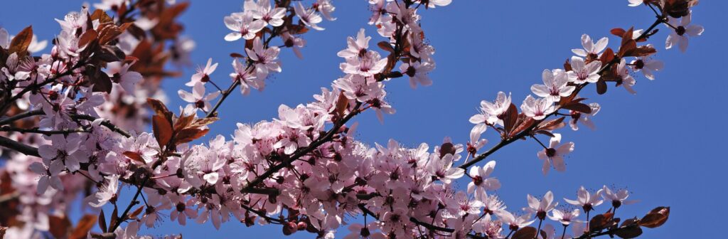 פריחת שזיף דובדבן להפקת תמצית צ'רי פלאם