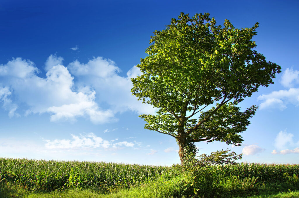 עץ בוקיצה בשדה, מפרחיו מכינים את תמצית אלם