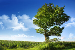 עץ בוקיצה בשדה, מפרחיו מכינים את תמצית אלם