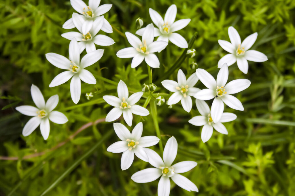 פרחי כוכב בית לחם לבנים להפקת תמצית סטאר אוף בית לחם