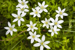 פרחי כוכב בית לחם לבנים להפקת תמצית סטאר אוף בית לחם