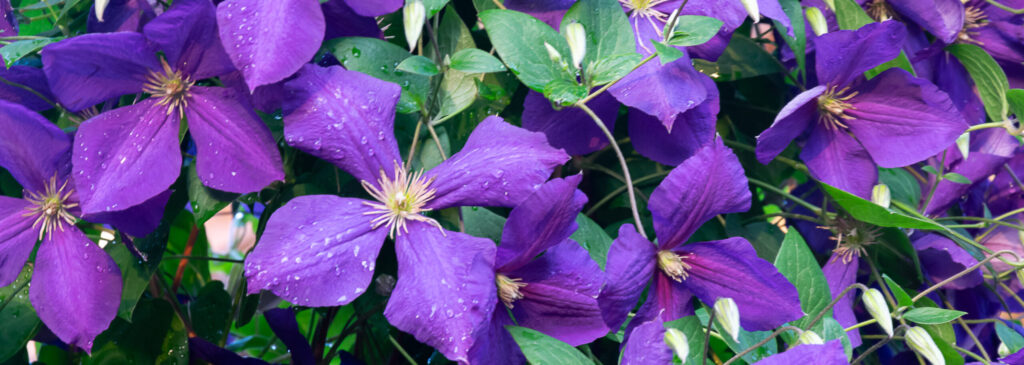 פרחי קלמטיס סגולים - למי שחי בניתוק רגשי